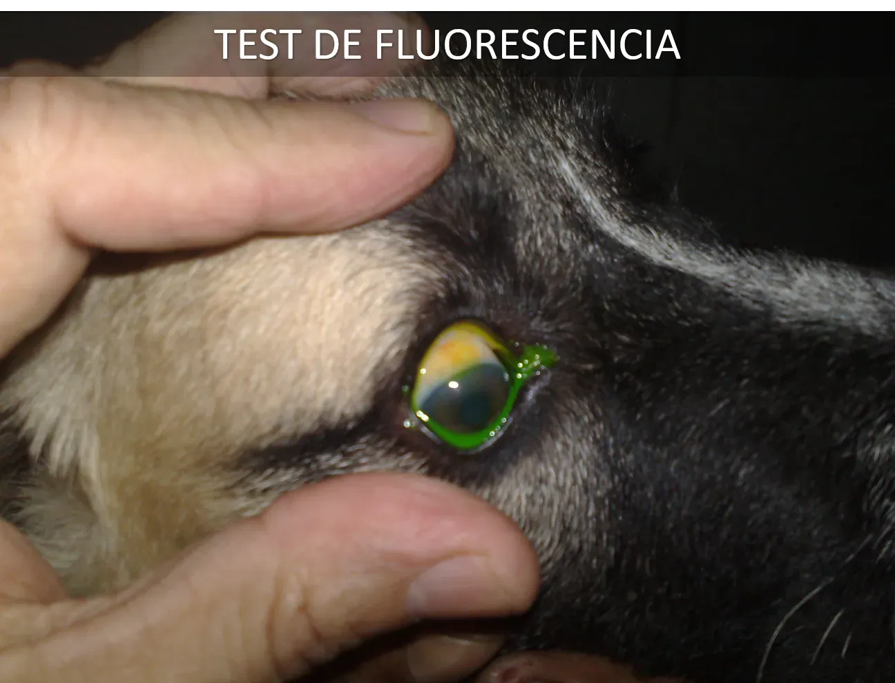 Oftalmología